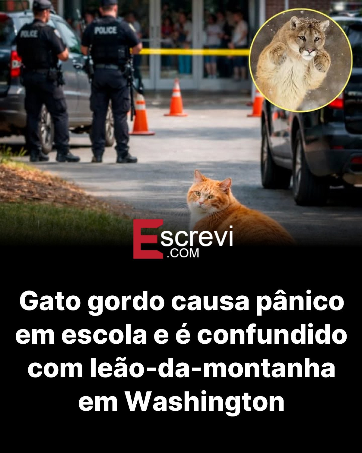 Gato gordo causa pânico em escola e é confundido com leão-da-montanha em Washington card preto