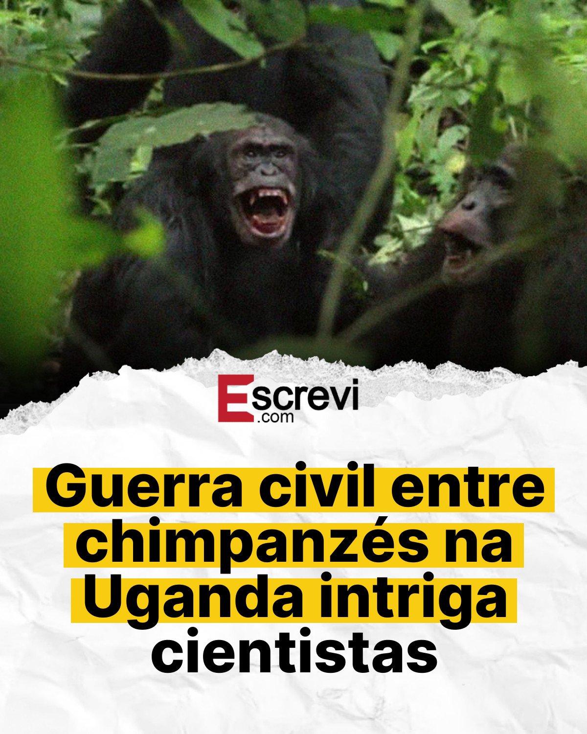 Guerra civil entre chimpanzés na Uganda intriga cientistas card branco
