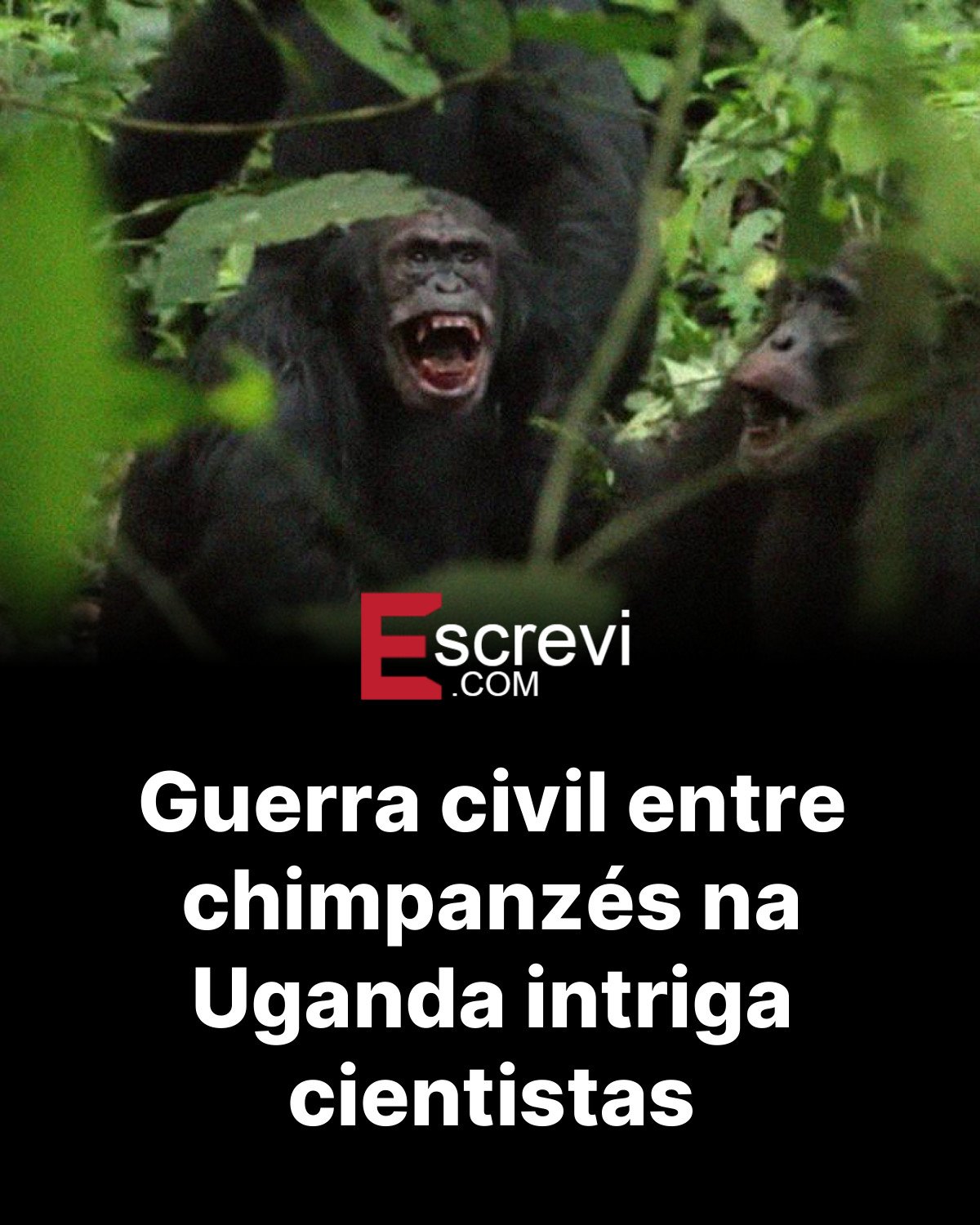 Guerra civil entre chimpanzés na Uganda intriga cientistas card preto