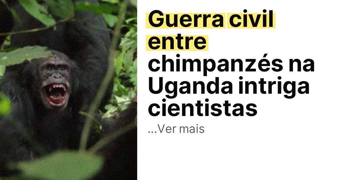 Guerra civil entre chimpanzés na Uganda intriga cientistas imagem principal