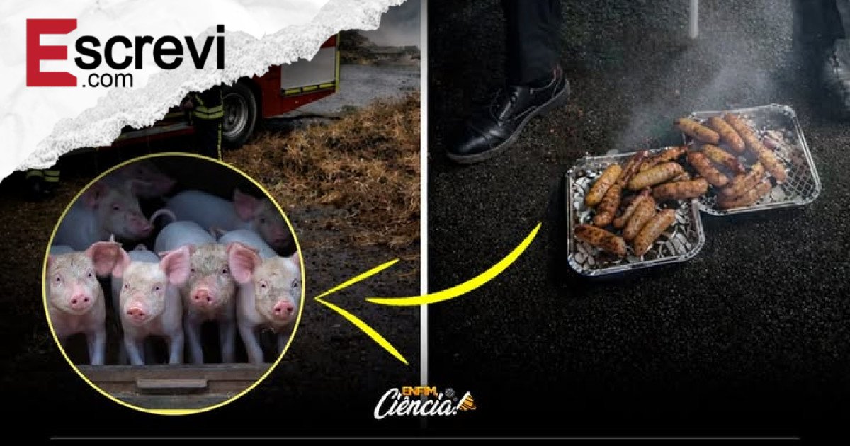 Heróis do Fogo, Alvo do Garfo: O Resgate dos Leitões que Viraram Linguiça e o Debate que Incendiou a Rede imagem principal