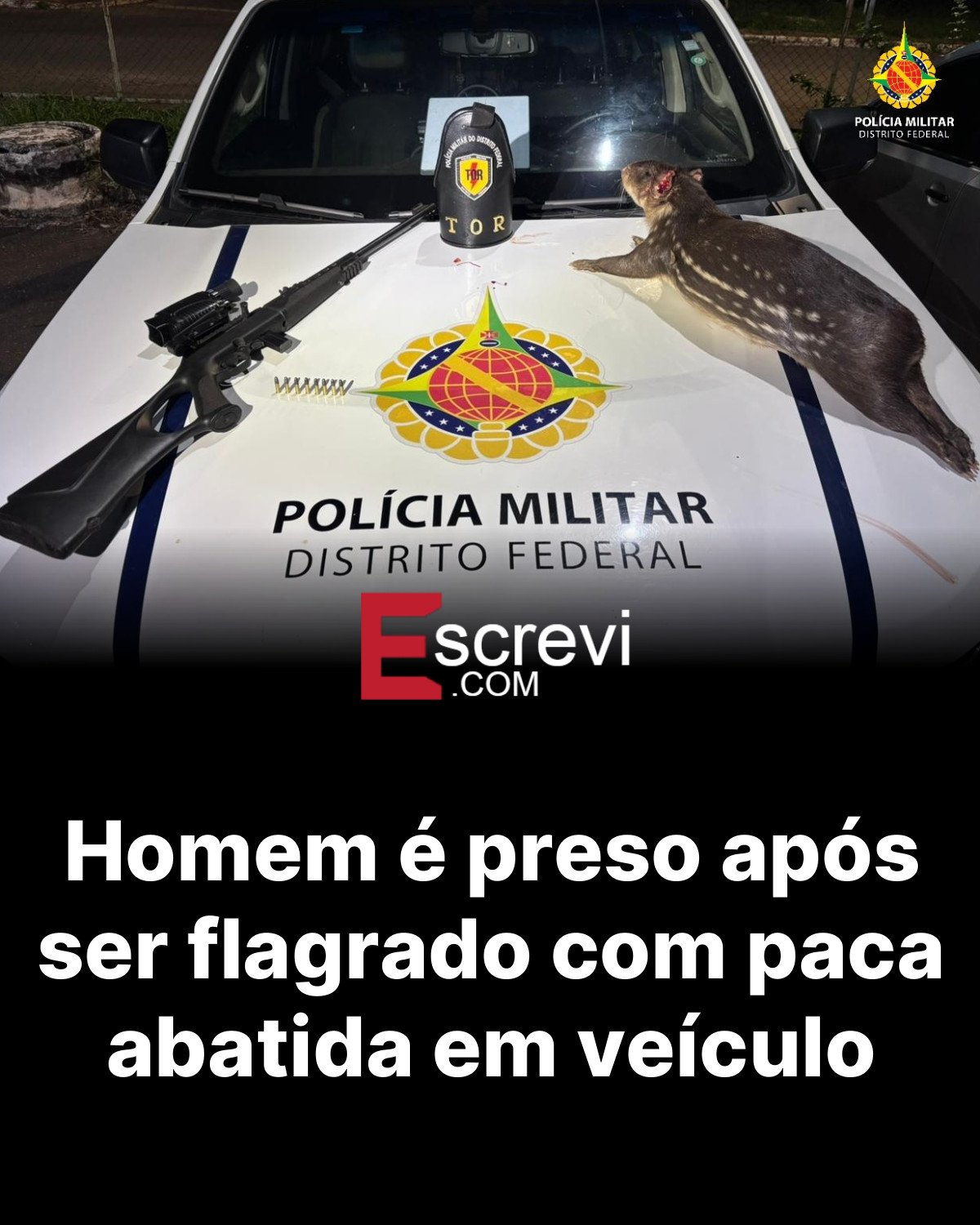 Homem é preso após ser flagrado com paca abatida em veículo card preto