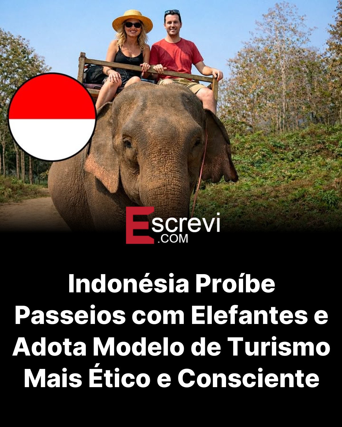 Indonésia Proíbe Passeios com Elefantes e Adota Modelo de Turismo Mais Ético e Consciente card preto