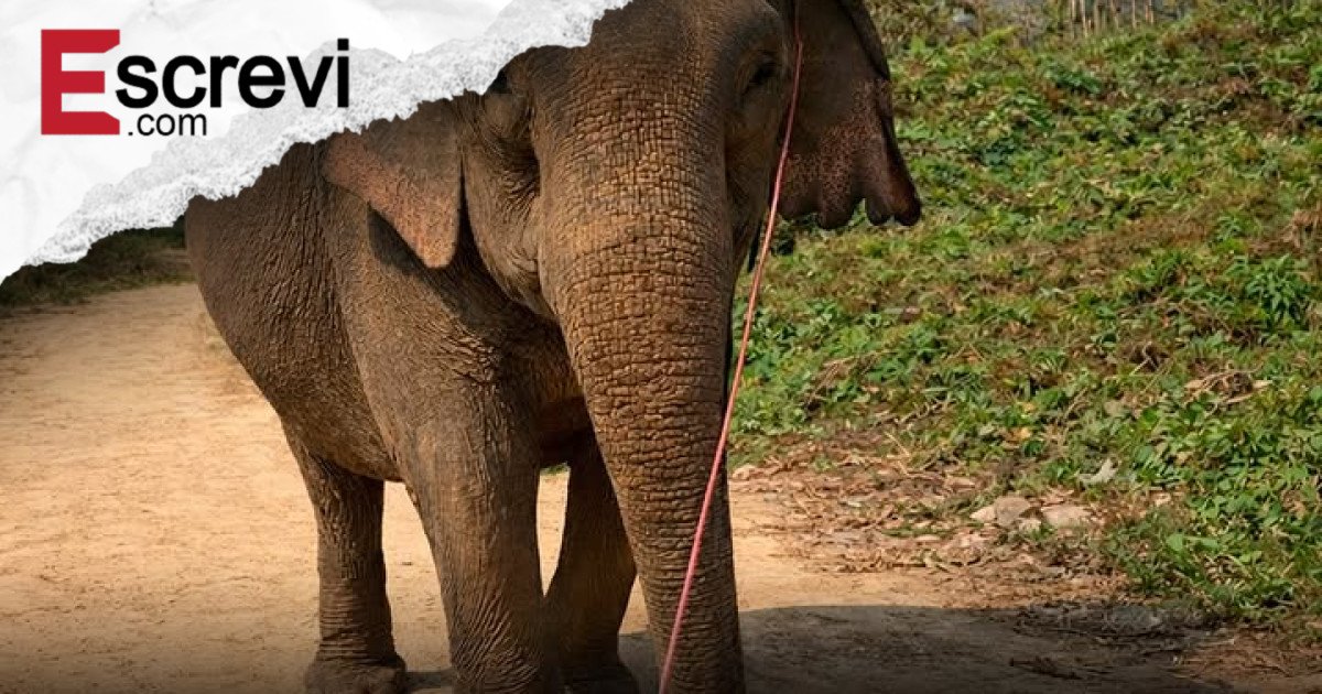 Indonésia Proíbe Passeios com Elefantes e Adota Modelo de Turismo Mais Ético e Consciente imagem principal