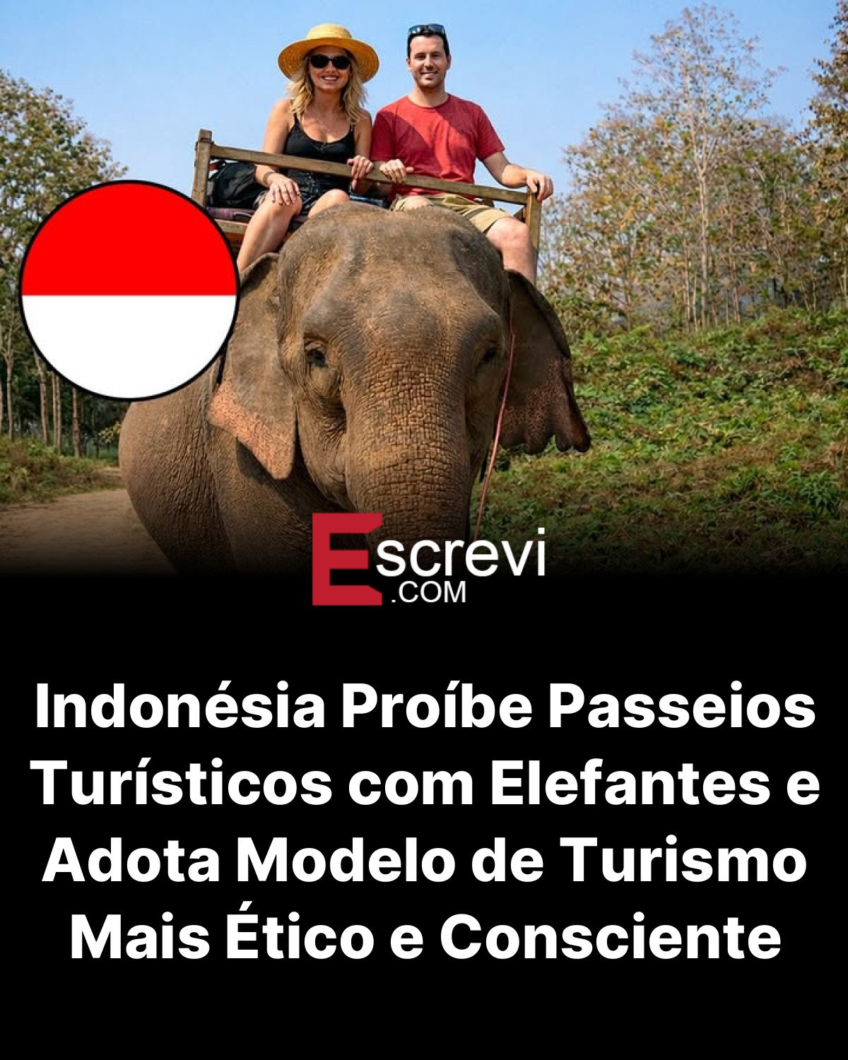 Indonésia Proíbe Passeios Turísticos com Elefantes e Adota Modelo de Turismo Mais Ético e Consciente card preto