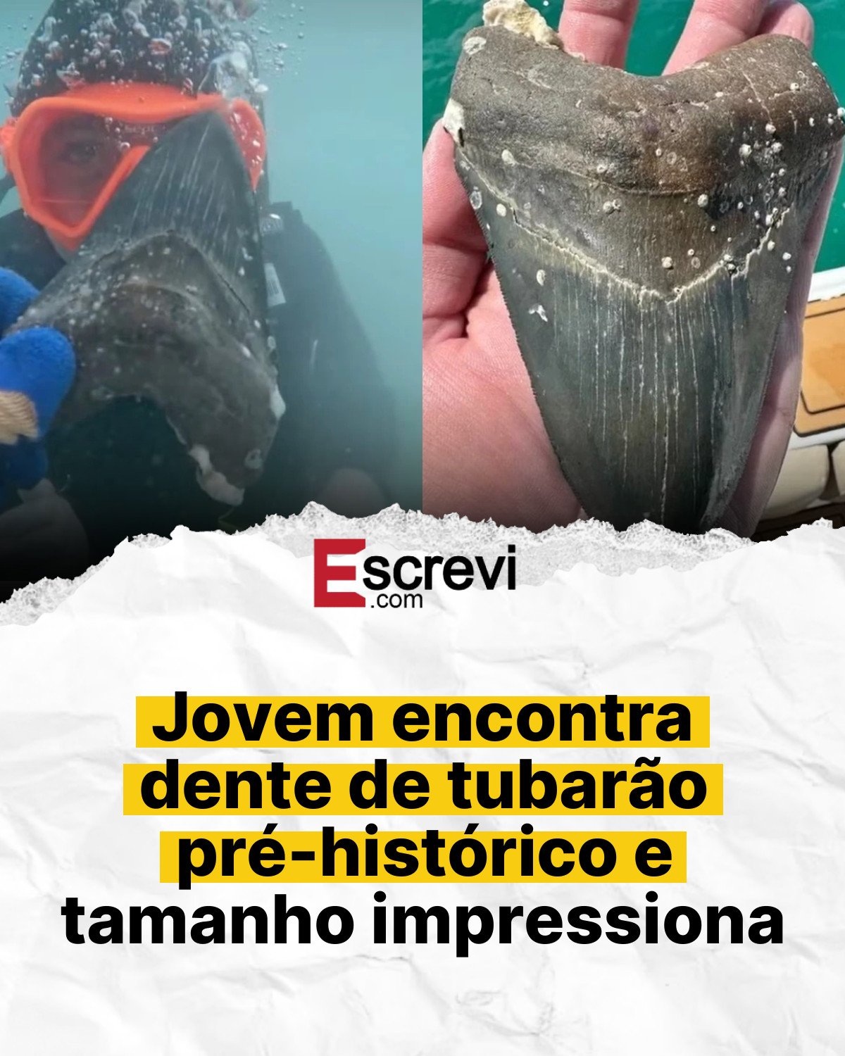 Jovem encontra dente de tubarão pré-histórico e tamanho impressiona card branco