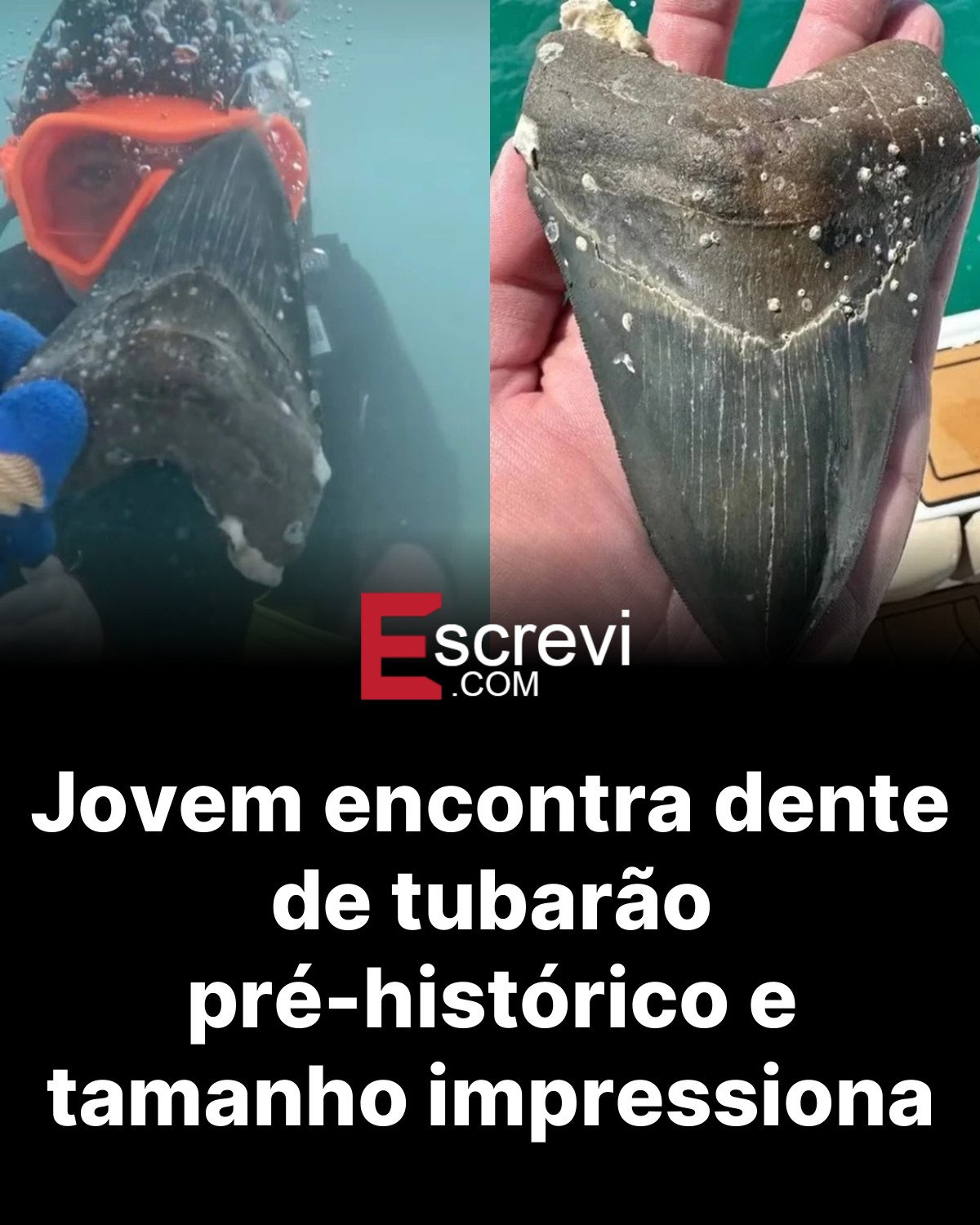 Jovem encontra dente de tubarão pré-histórico e tamanho impressiona card preto
