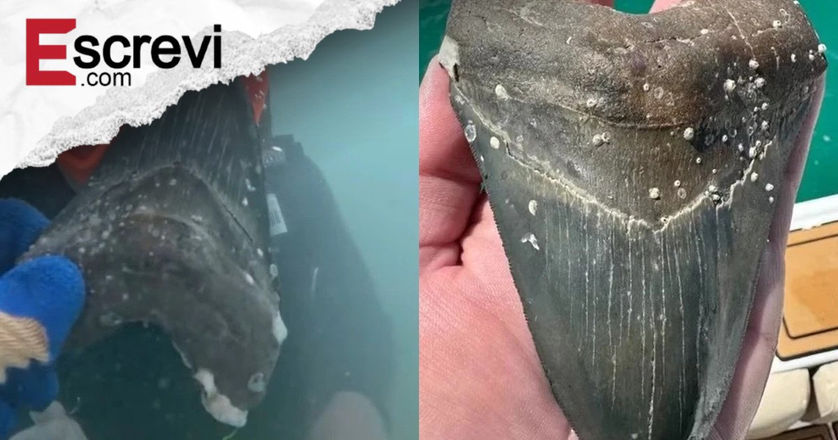 Jovem encontra dente de tubarão pré-histórico e tamanho impressiona imagem principal