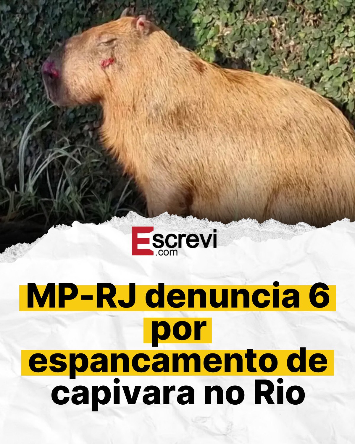 MP-RJ denuncia 6 por espancamento de capivara no Rio card branco