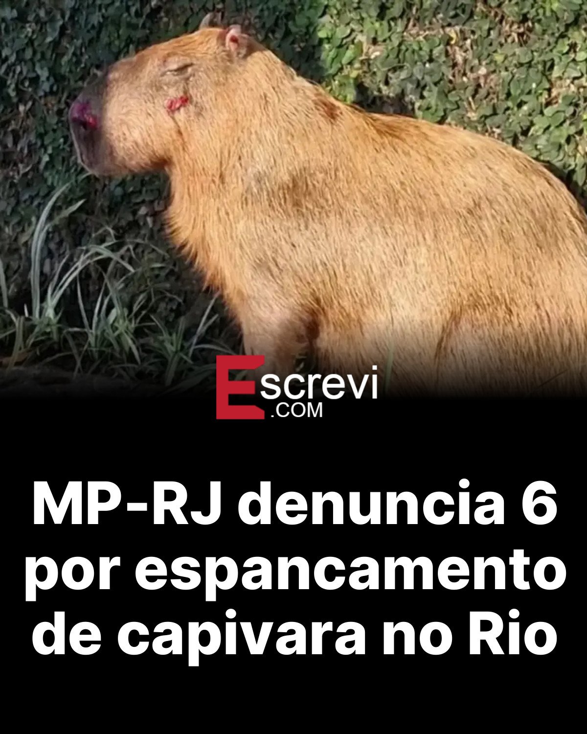 MP-RJ denuncia 6 por espancamento de capivara no Rio card preto