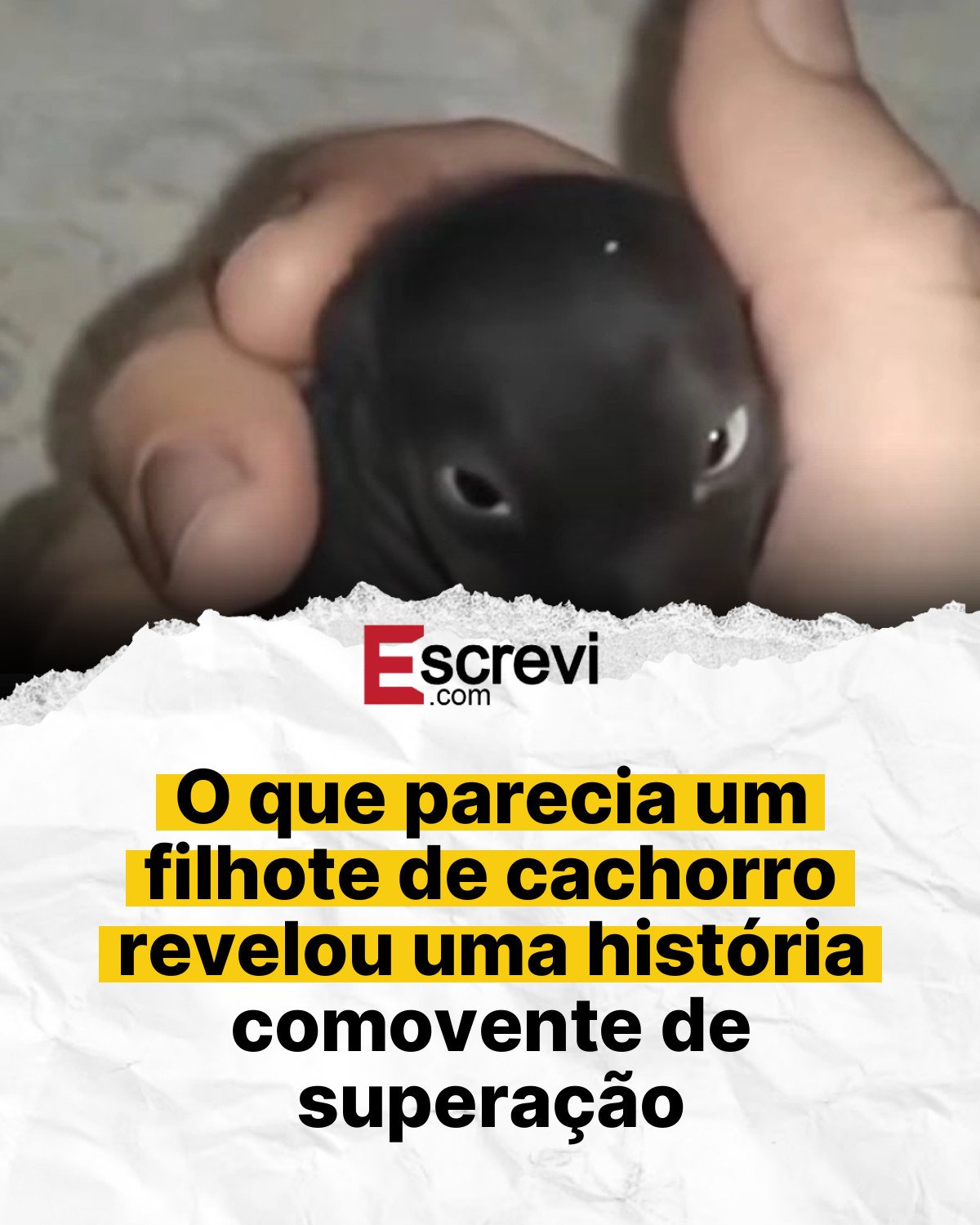 O que parecia um filhote de cachorro revelou uma história comovente de superação card branco