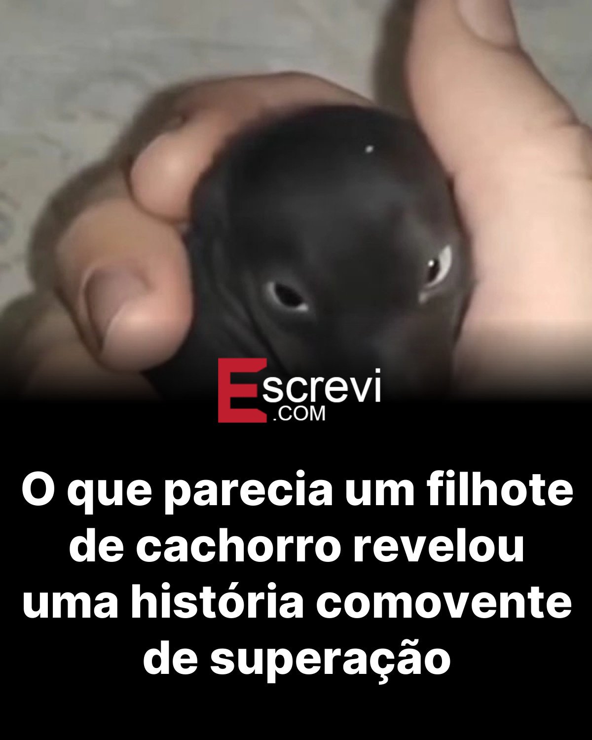 O que parecia um filhote de cachorro revelou uma história comovente de superação card preto