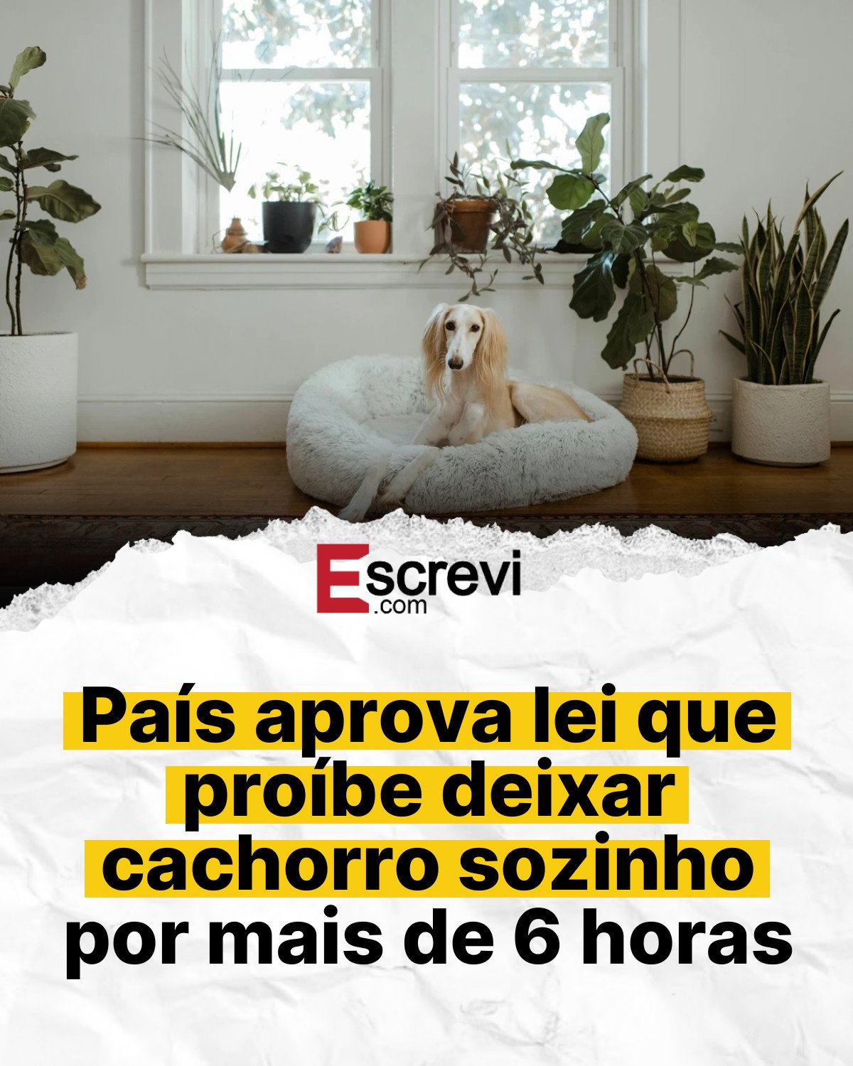 País aprova lei que proíbe deixar cachorro sozinho por mais de 6 horas card branco