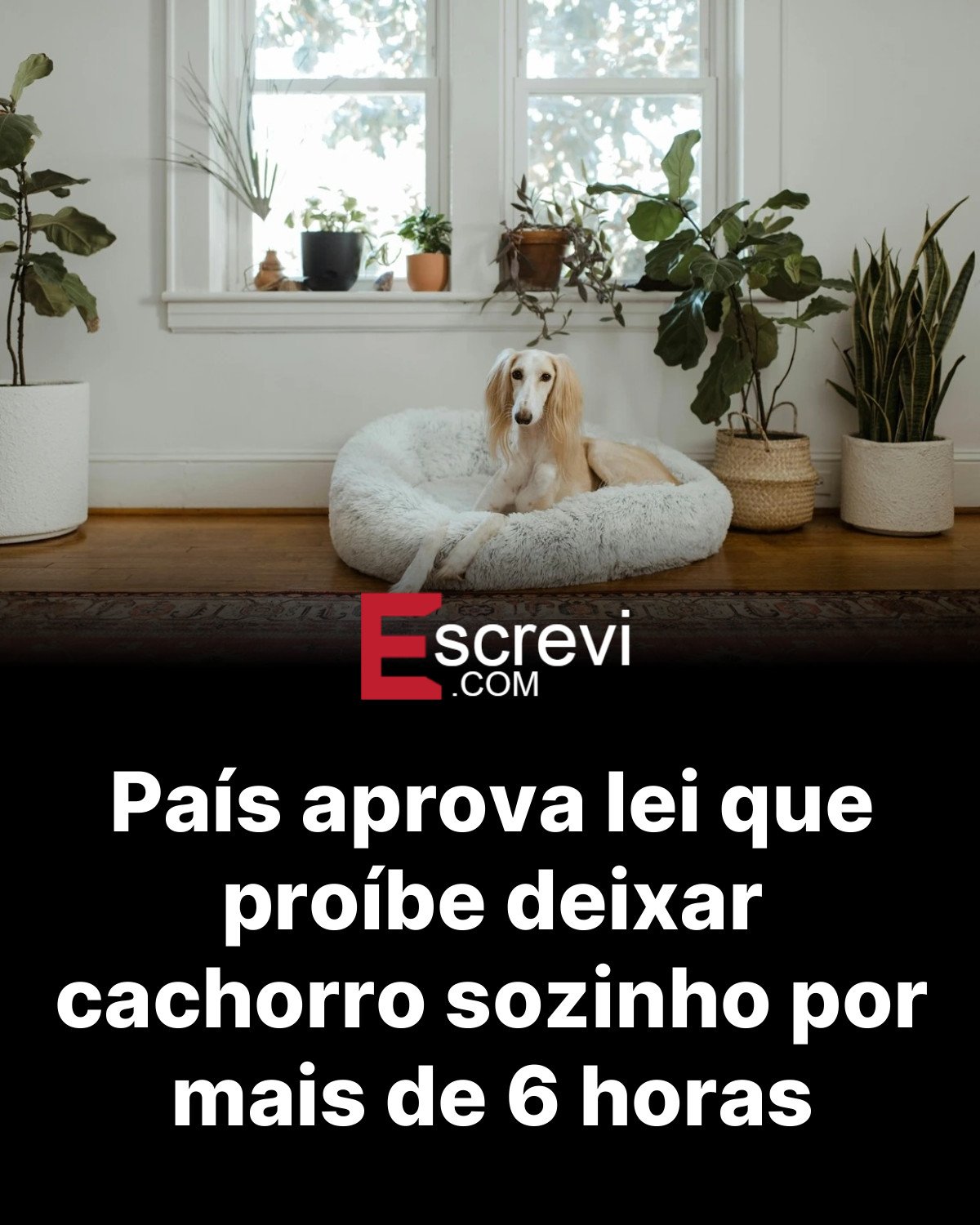 País aprova lei que proíbe deixar cachorro sozinho por mais de 6 horas card preto