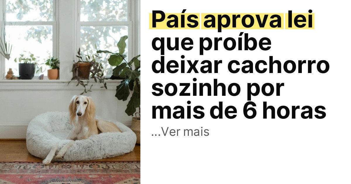 País aprova lei que proíbe deixar cachorro sozinho por mais de 6 horas imagem principal