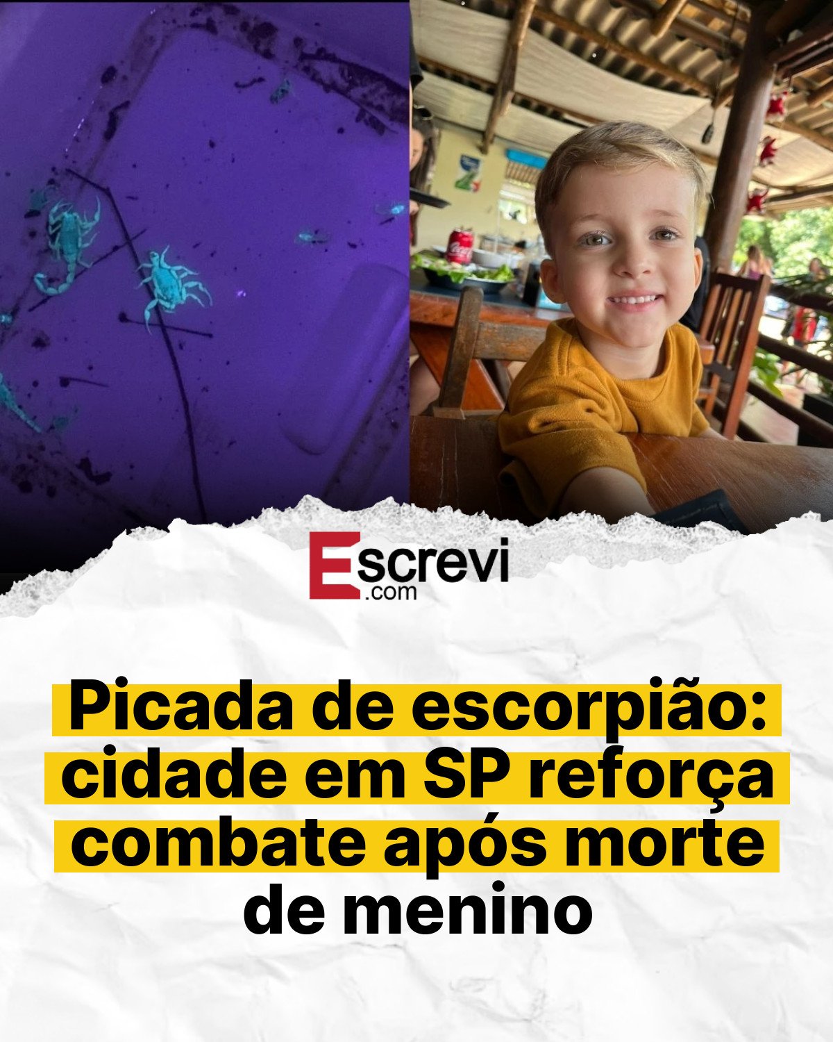 Picada de escorpião: cidade em SP reforça combate após morte de menino card branco