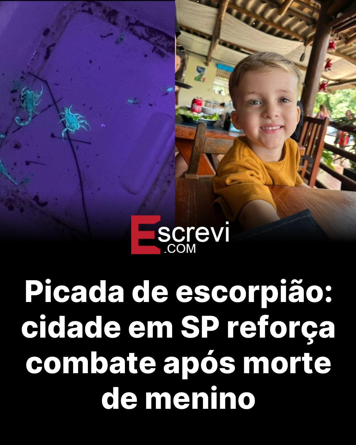 Picada de escorpião: cidade em SP reforça combate após morte de menino card preto