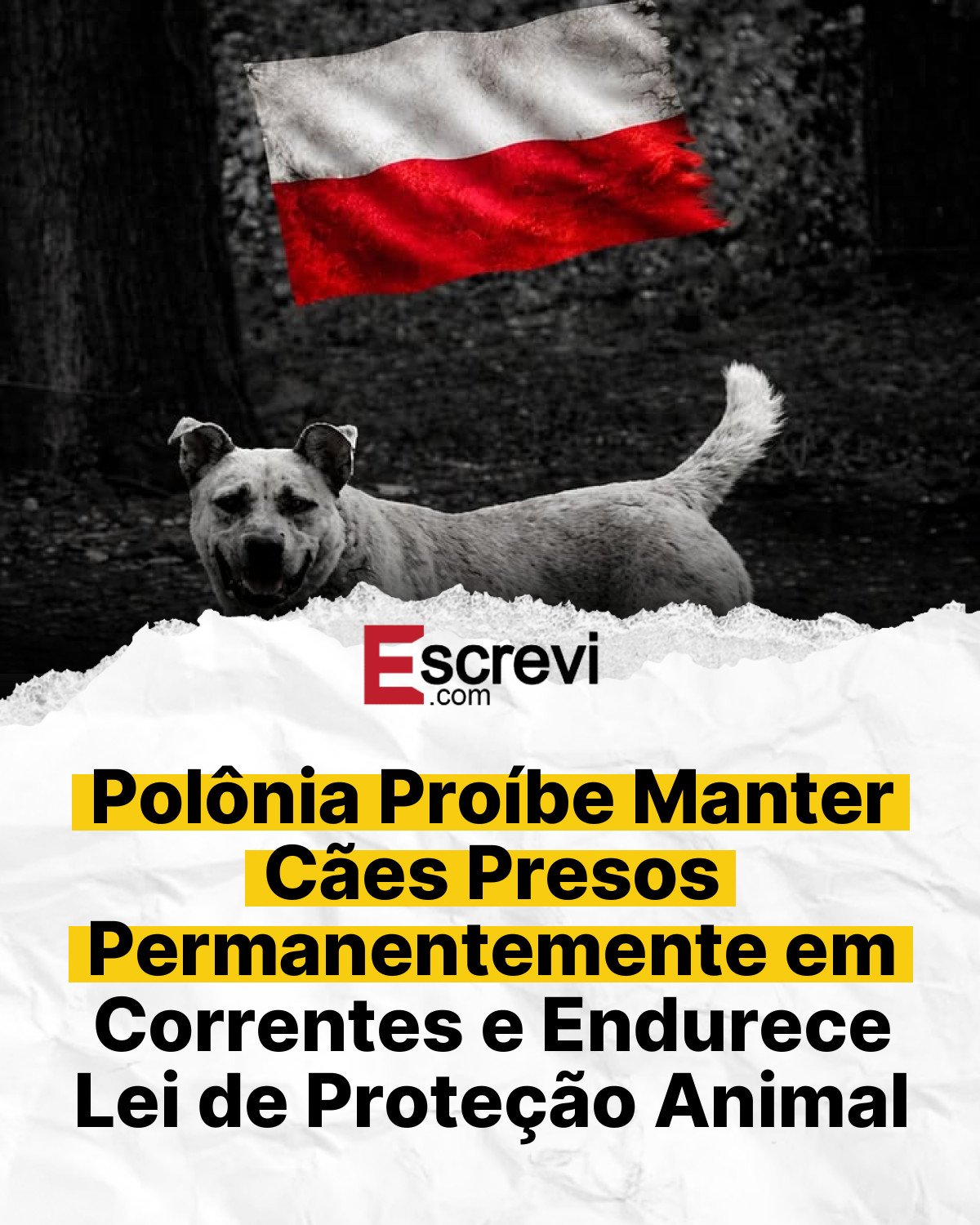 Polônia Proíbe Manter Cães Presos Permanentemente em Correntes e Endurece Lei de Proteção Animal card branco
