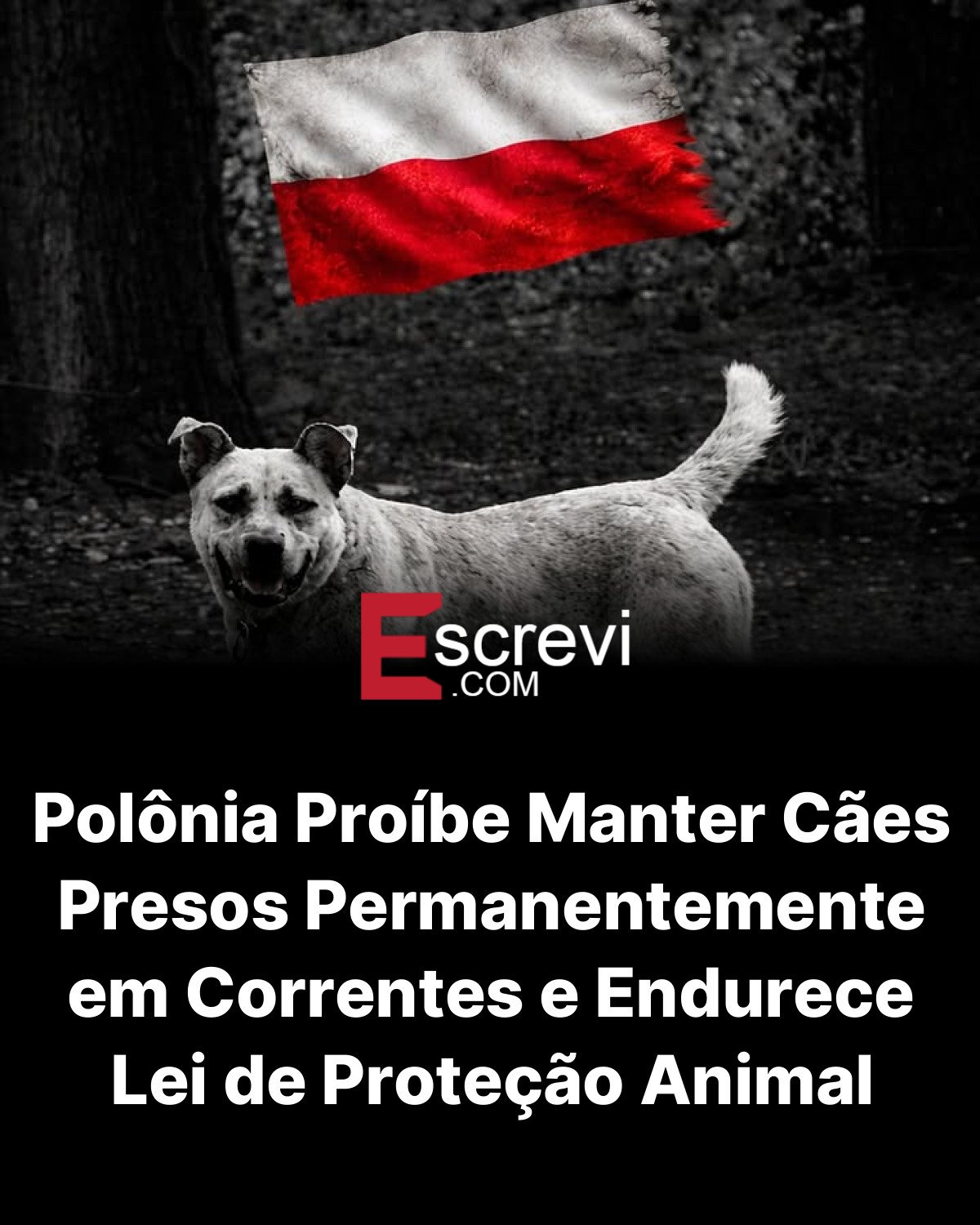 Polônia Proíbe Manter Cães Presos Permanentemente em Correntes e Endurece Lei de Proteção Animal card preto