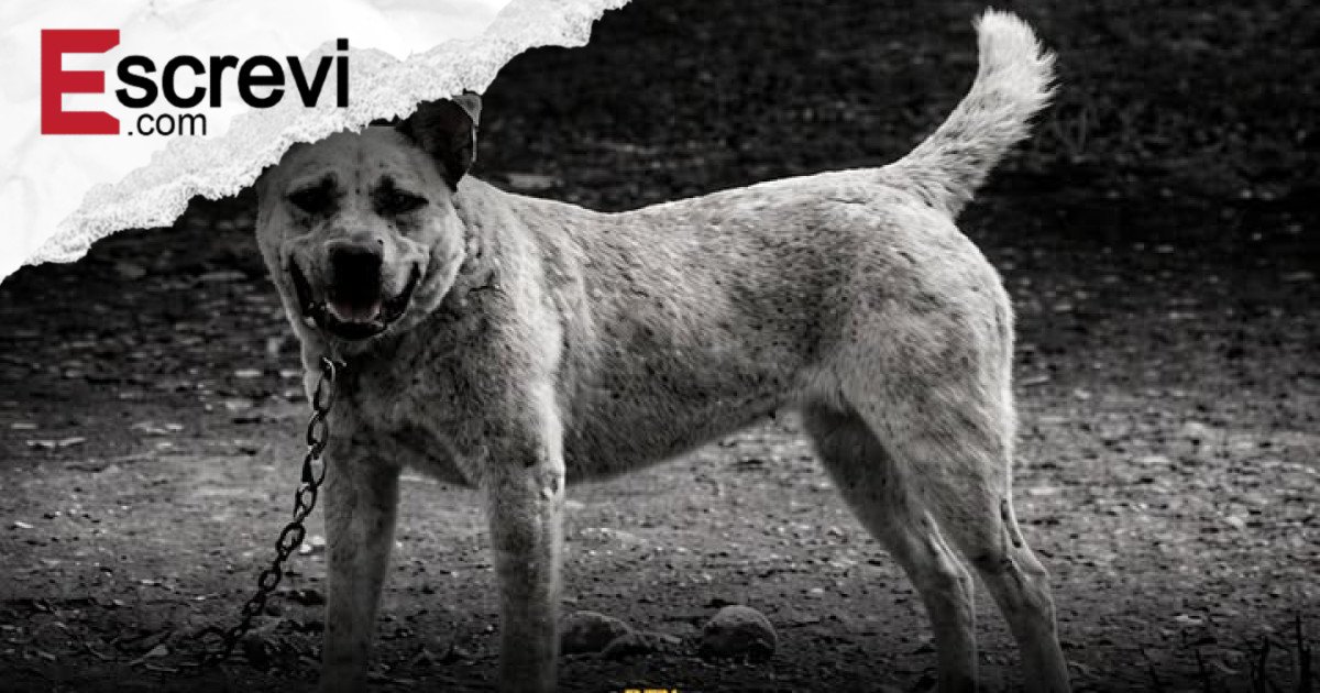 Polônia Proíbe Manter Cães Presos Permanentemente em Correntes e Endurece Lei de Proteção Animal imagem principal