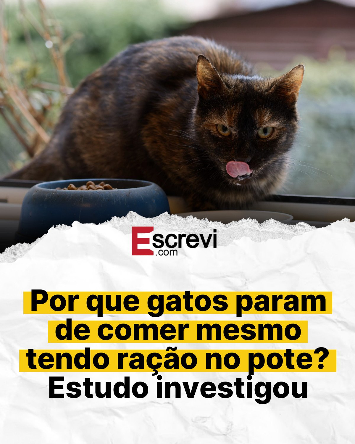 Por que gatos param de comer mesmo tendo ração no pote? Estudo investigou card branco