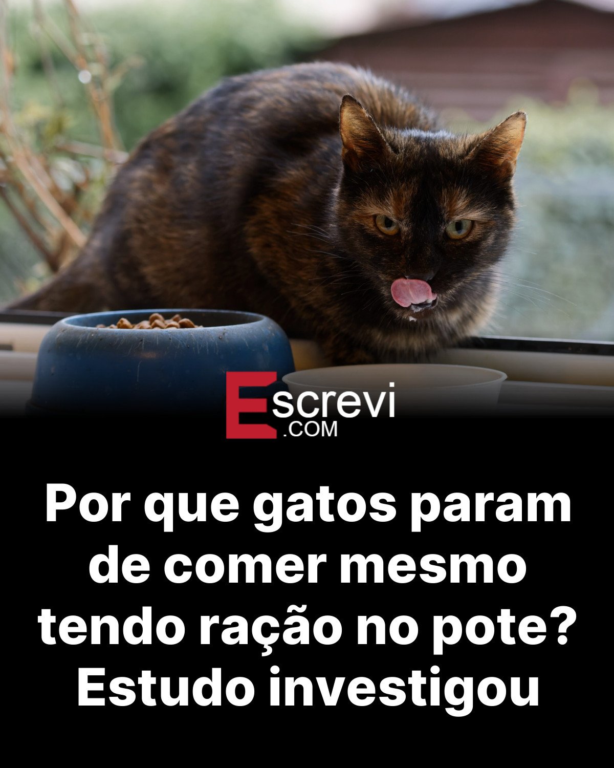 Por que gatos param de comer mesmo tendo ração no pote? Estudo investigou card preto