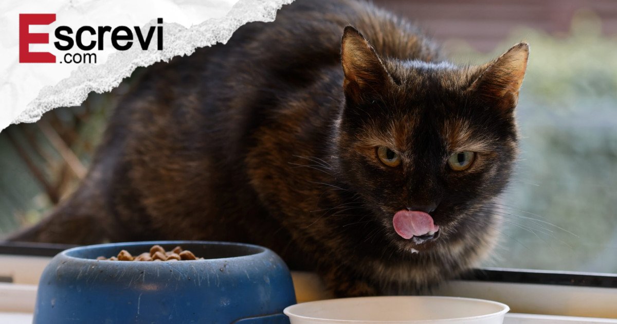 Por que gatos param de comer mesmo tendo ração no pote? Estudo investigou imagem principal