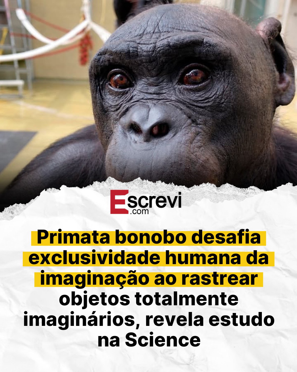 Primata bonobo desafia exclusividade humana da imaginação ao rastrear objetos totalmente imaginários, revela estudo na Science card branco