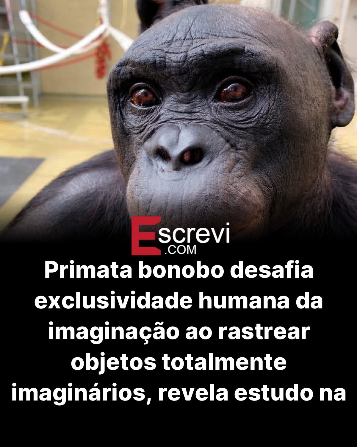 Primata bonobo desafia exclusividade humana da imaginação ao rastrear objetos totalmente imaginários, revela estudo na Science card preto
