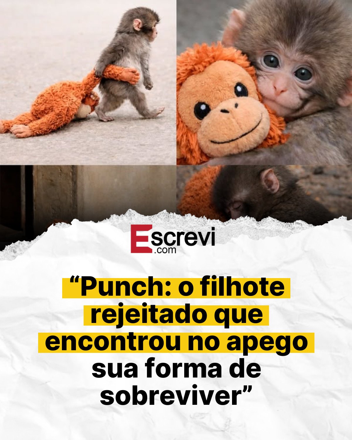“Punch: o filhote rejeitado que encontrou no apego sua forma de sobreviver” card branco