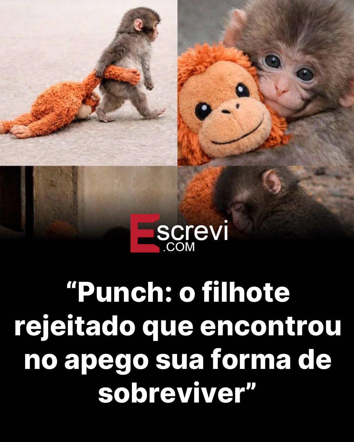 “Punch: o filhote rejeitado que encontrou no apego sua forma de sobreviver” card preto