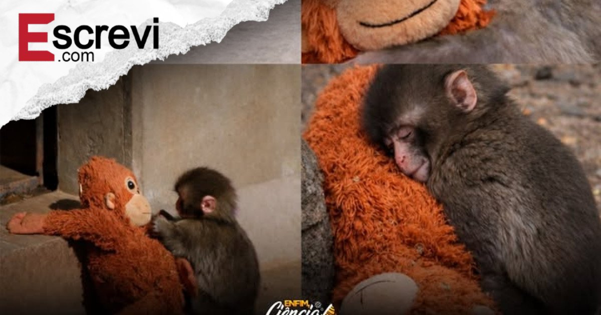 “Punch: o filhote rejeitado que encontrou no apego sua forma de sobreviver” imagem principal