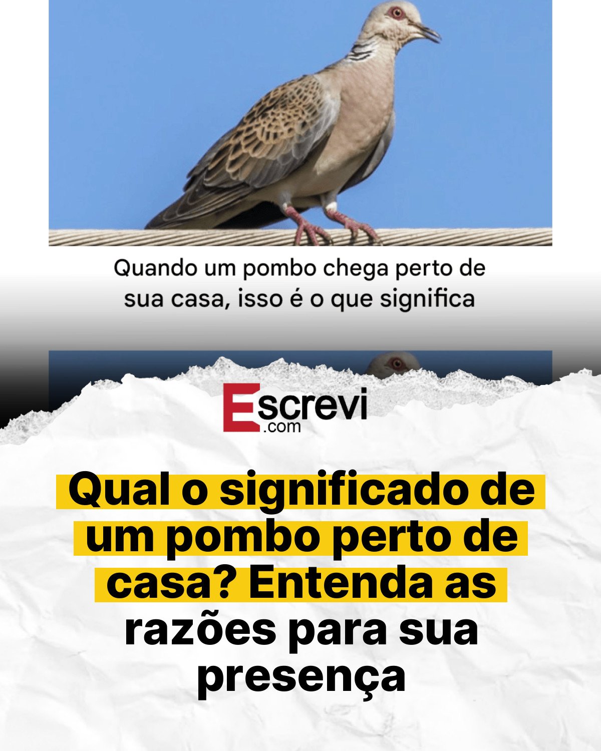 Qual o significado de um pombo perto de casa? Entenda as razões para sua presença card branco