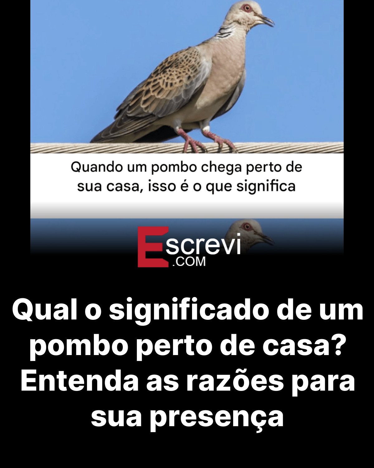 Qual o significado de um pombo perto de casa? Entenda as razões para sua presença card preto