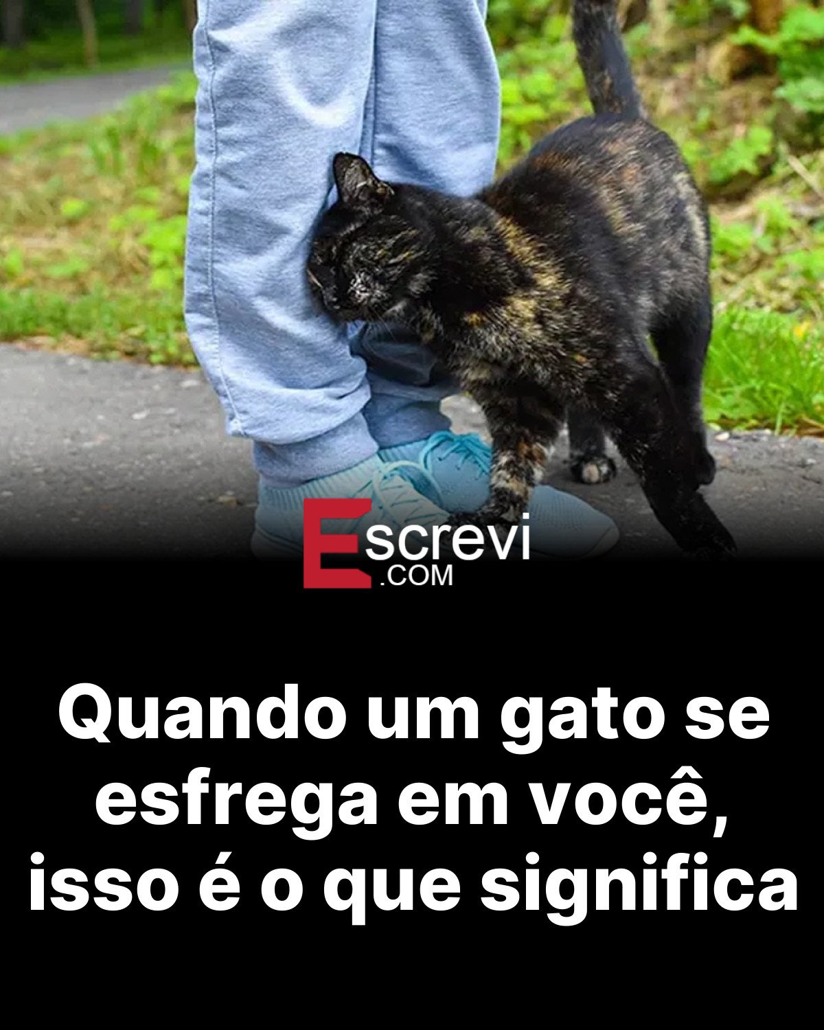 Quando um gato se esfrega em você, isso é o que significa card preto