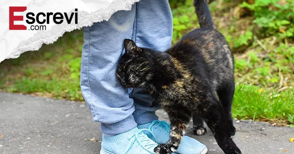 Quando um gato se esfrega em você, isso é o que significa imagem principal
