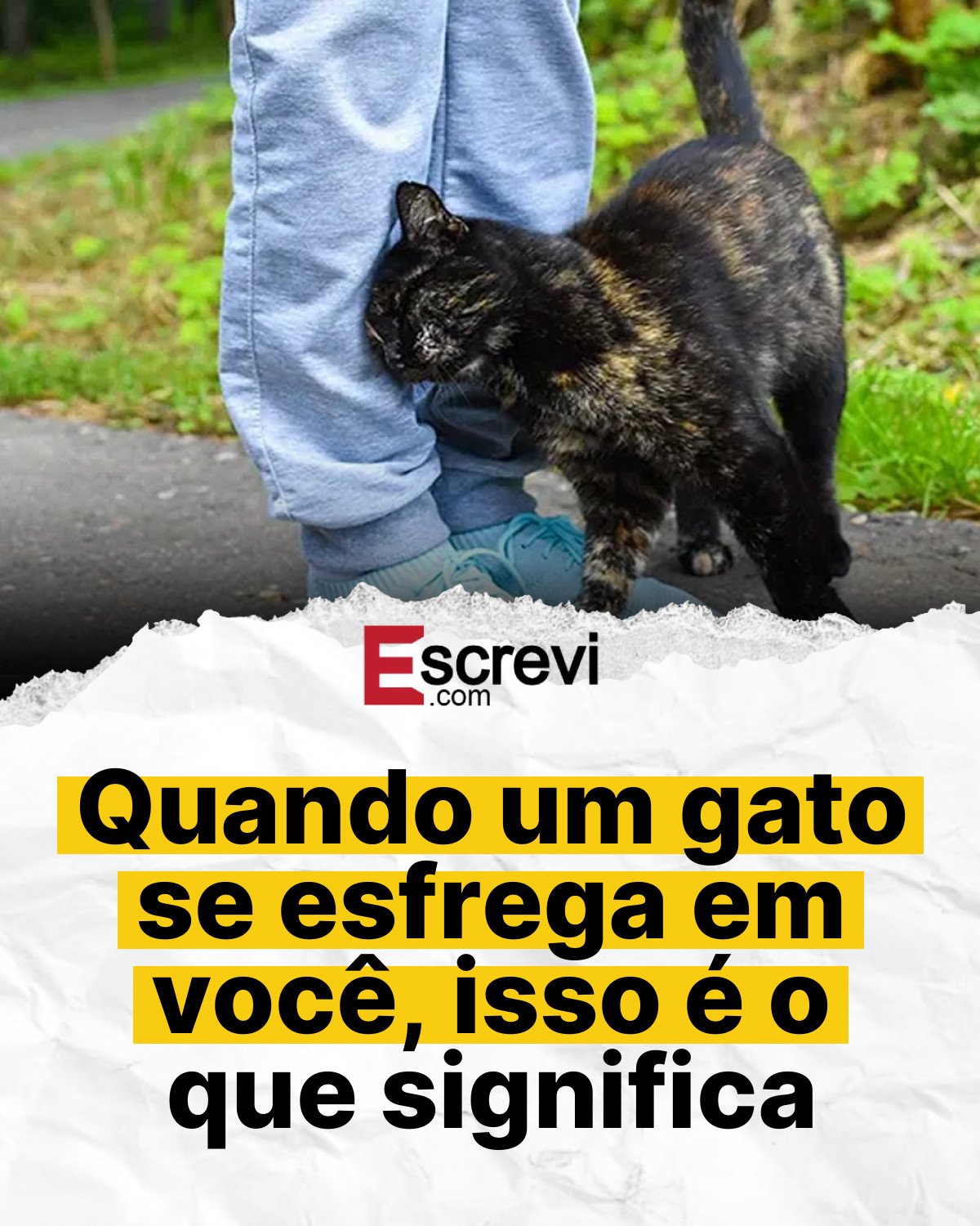 Quando um gato se esfrega em você, isso é o que significa card branco