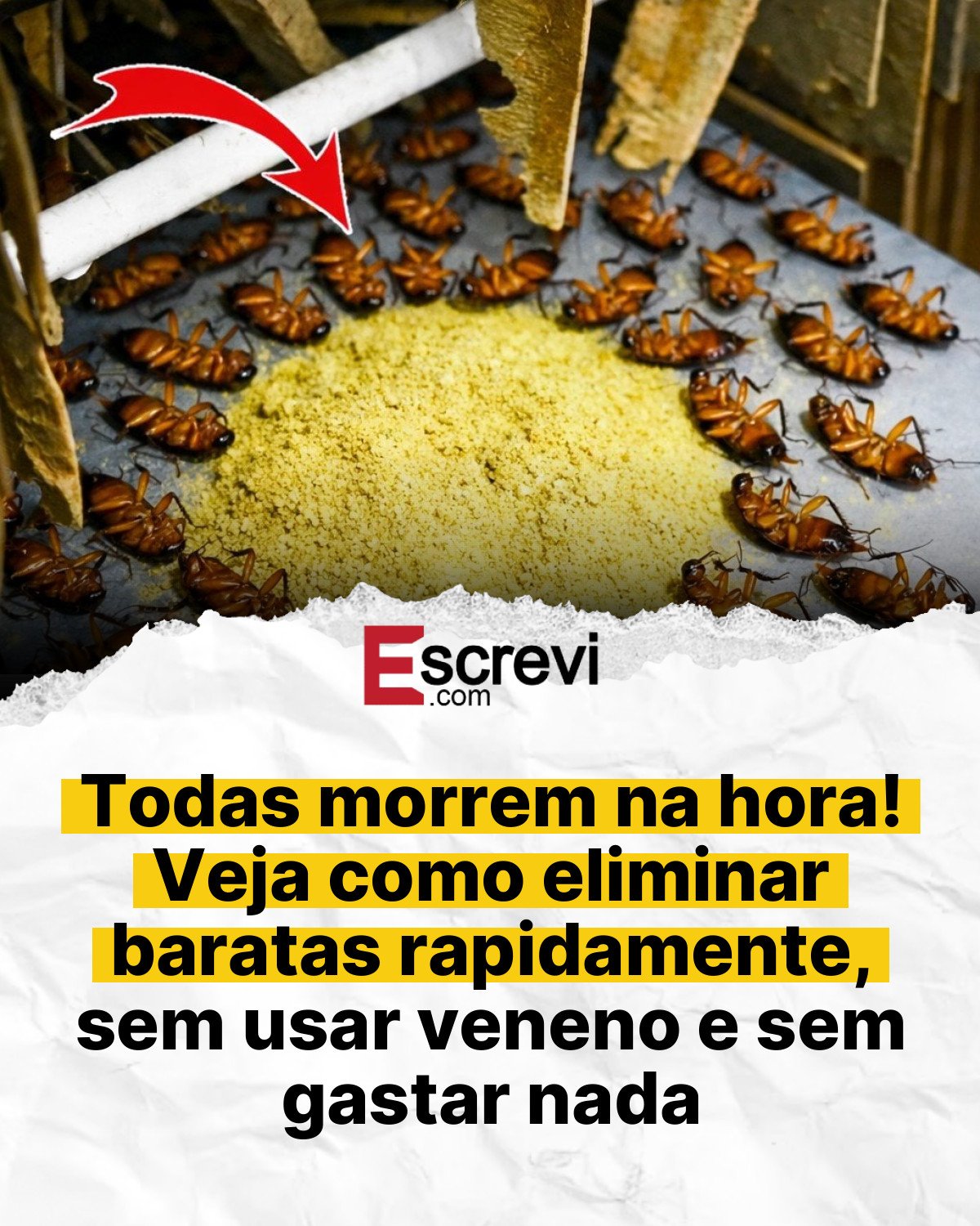 Todas morrem na hora! Veja como eliminar baratas rapidamente, sem usar veneno e sem gastar nada card branco