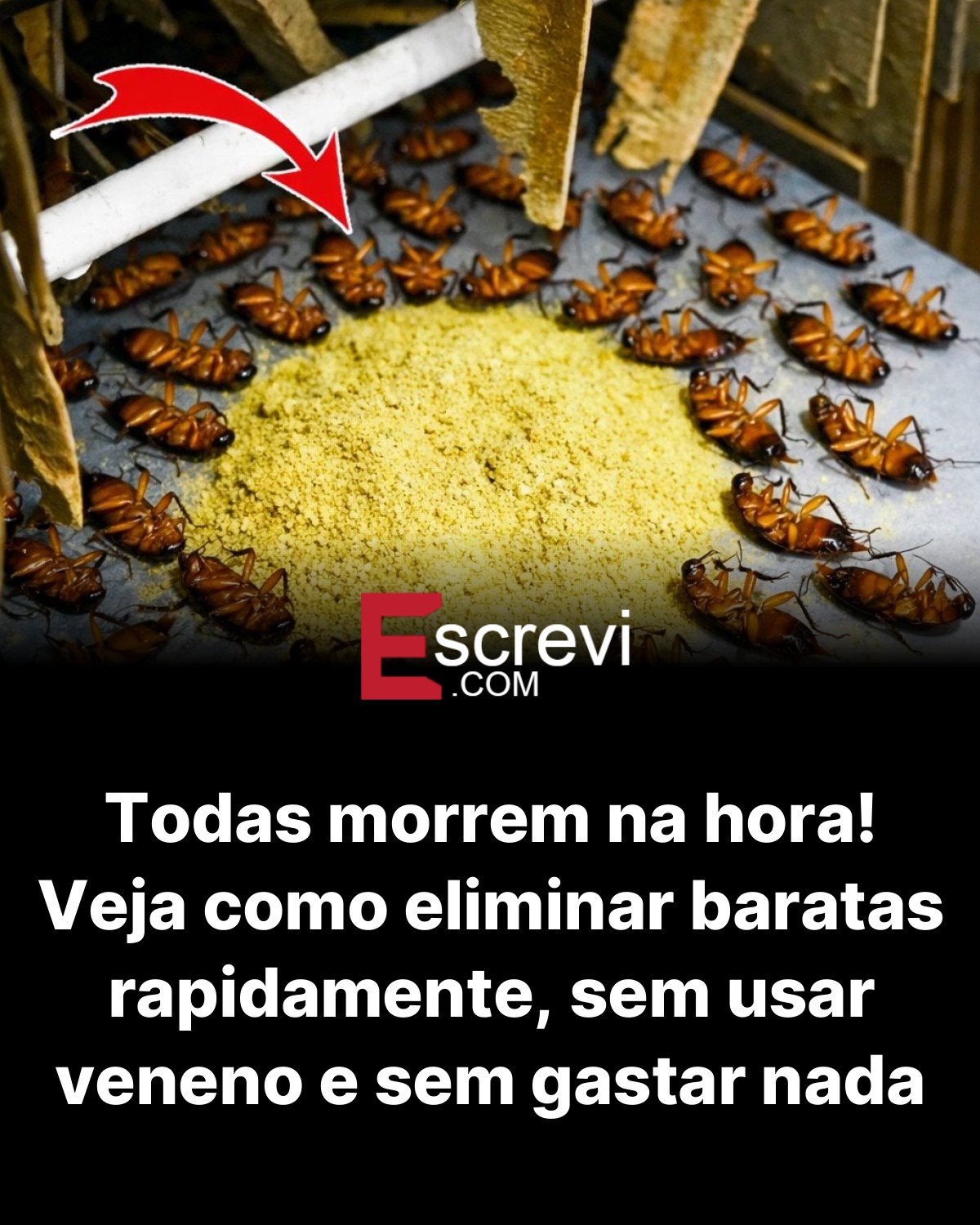Todas morrem na hora! Veja como eliminar baratas rapidamente, sem usar veneno e sem gastar nada card preto