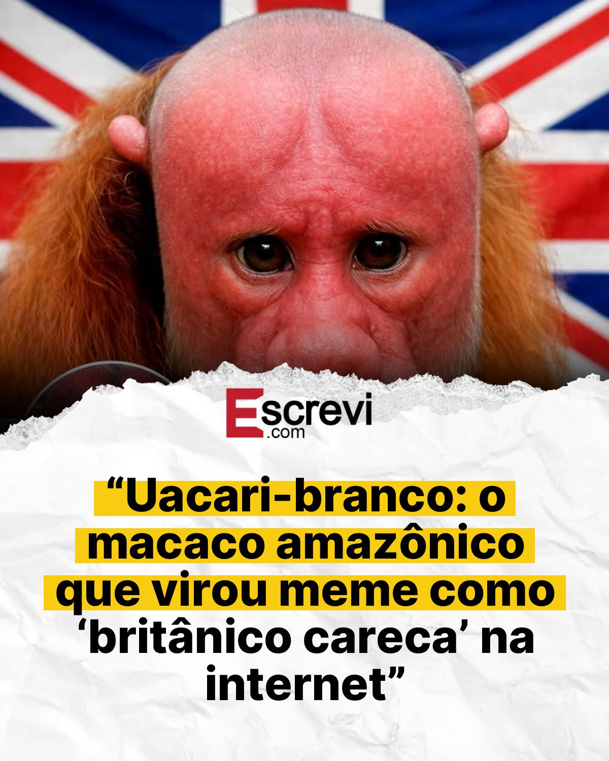 “Uacari-branco: o macaco amazônico que virou meme como ‘britânico careca’ na internet” card branco