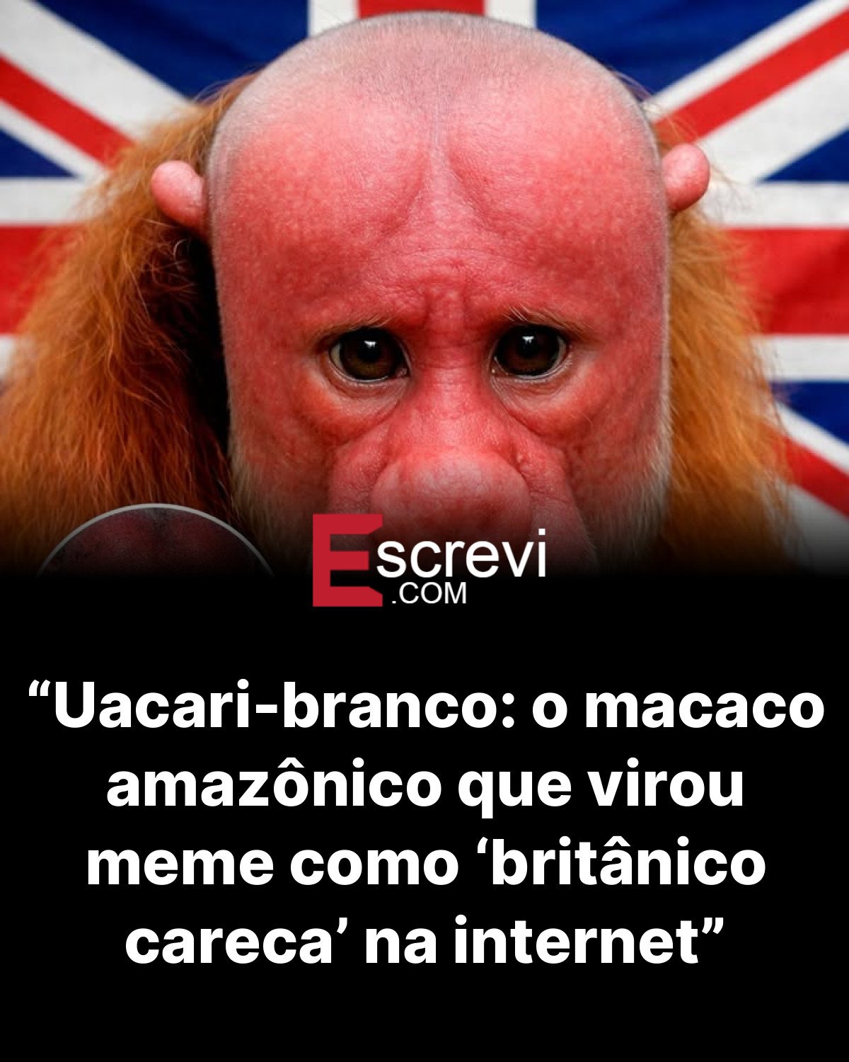 “Uacari-branco: o macaco amazônico que virou meme como ‘britânico careca’ na internet” card preto