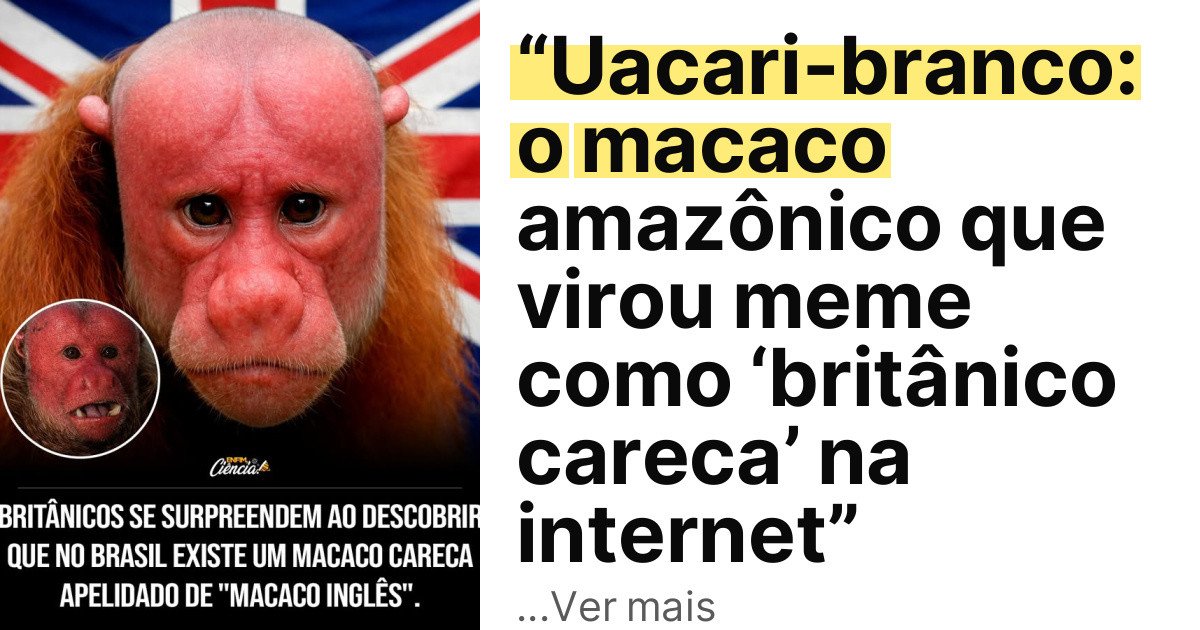 “Uacari-branco: o macaco amazônico que virou meme como ‘britânico careca’ na internet” imagem principal