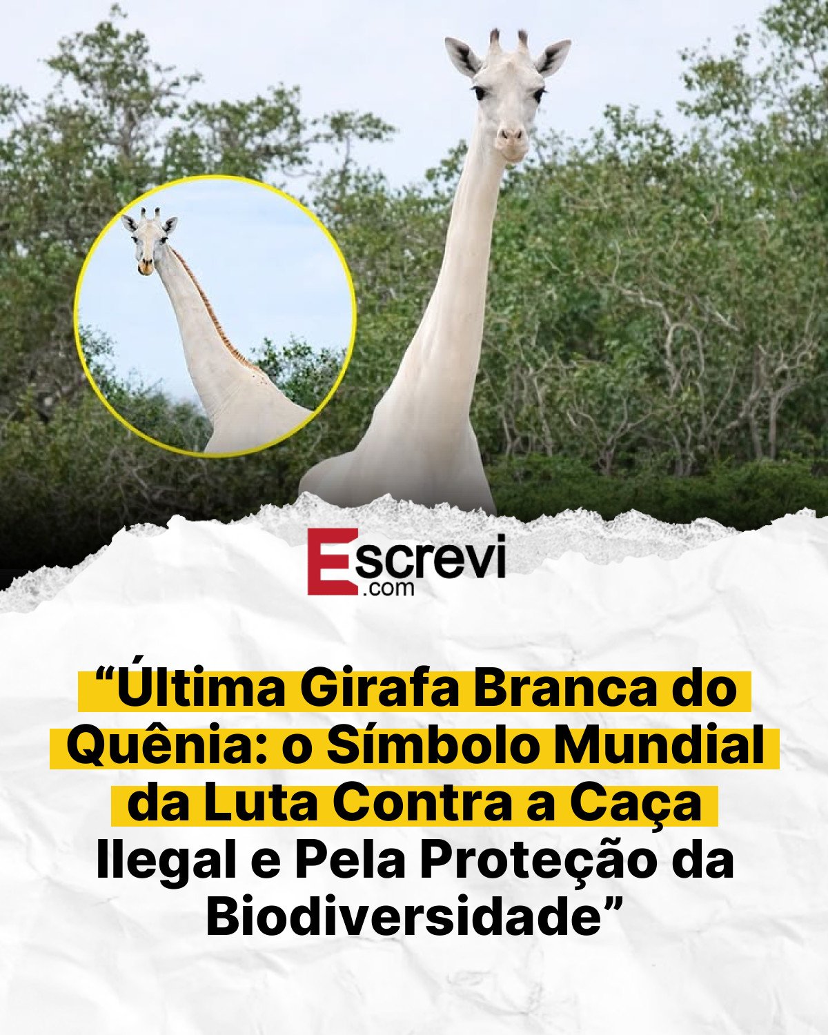 “Última Girafa Branca do Quênia: o Símbolo Mundial da Luta Contra a Caça Ilegal e Pela Proteção da Biodiversidade” card branco