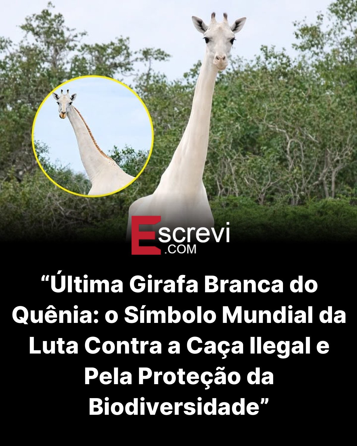 “Última Girafa Branca do Quênia: o Símbolo Mundial da Luta Contra a Caça Ilegal e Pela Proteção da Biodiversidade” card preto