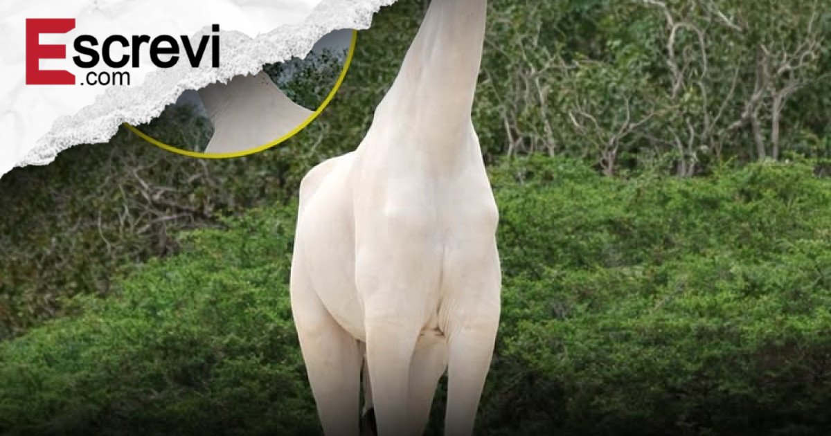 “Última Girafa Branca do Quênia: o Símbolo Mundial da Luta Contra a Caça Ilegal e Pela Proteção da Biodiversidade” imagem principal