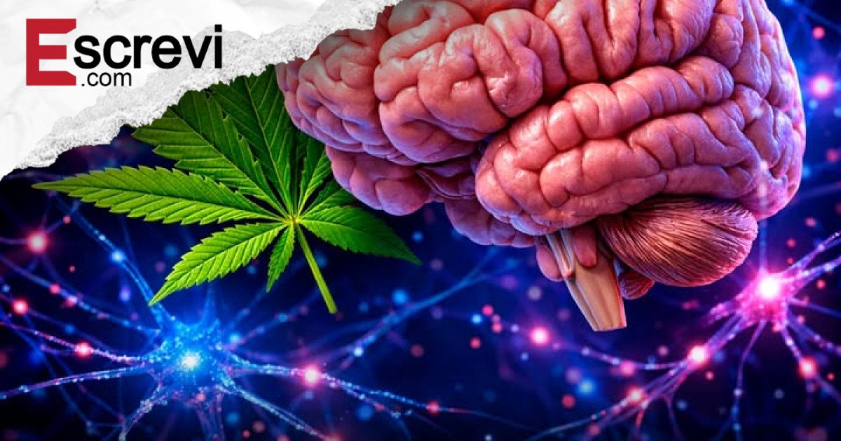 Uso prolongado de cannabis não acelera declínio cognitivo, indica estudo dinamarquês de 44 anos imagem principal