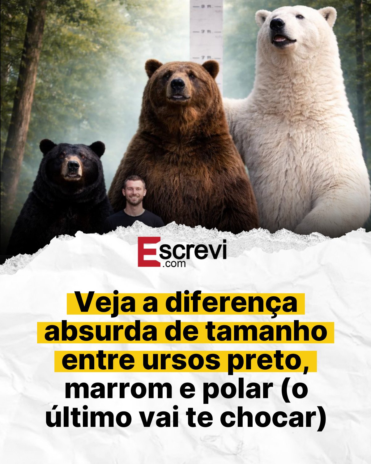Veja a diferença absurda de tamanho entre ursos preto, marrom e polar (o último vai te chocar) card branco