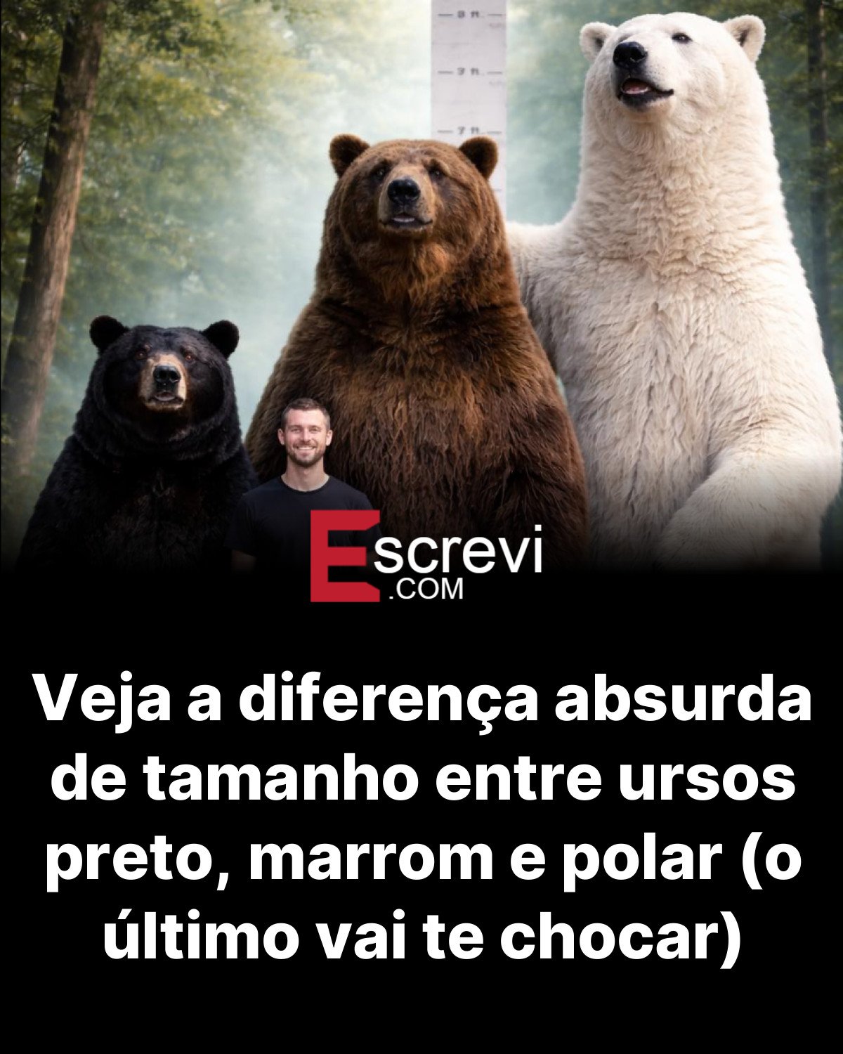 Veja a diferença absurda de tamanho entre ursos preto, marrom e polar (o último vai te chocar) card preto