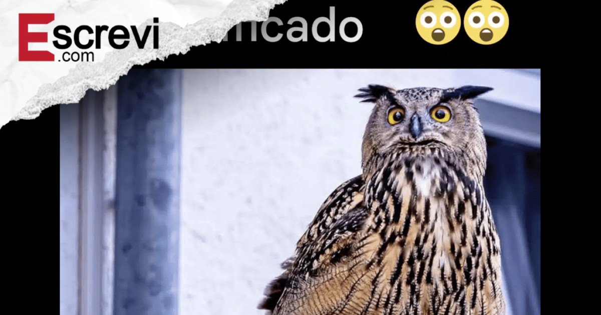 Você sabe o que significa quando uma coruja aparece perto de você? imagem principal